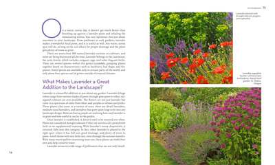 A Study in Lavender by Joseph R.G. DeMarco