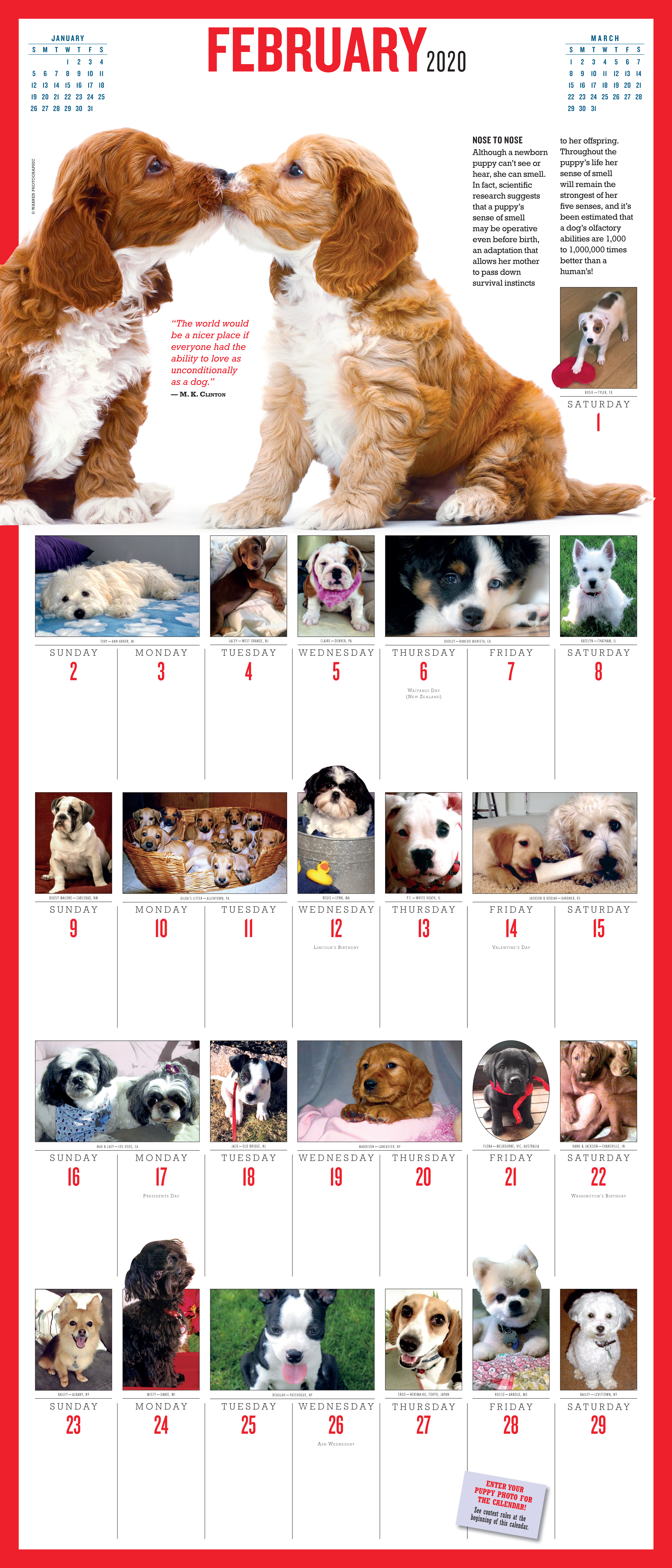 365 Puppies A Year Picture A Day Wall Calendar 2020 Workman