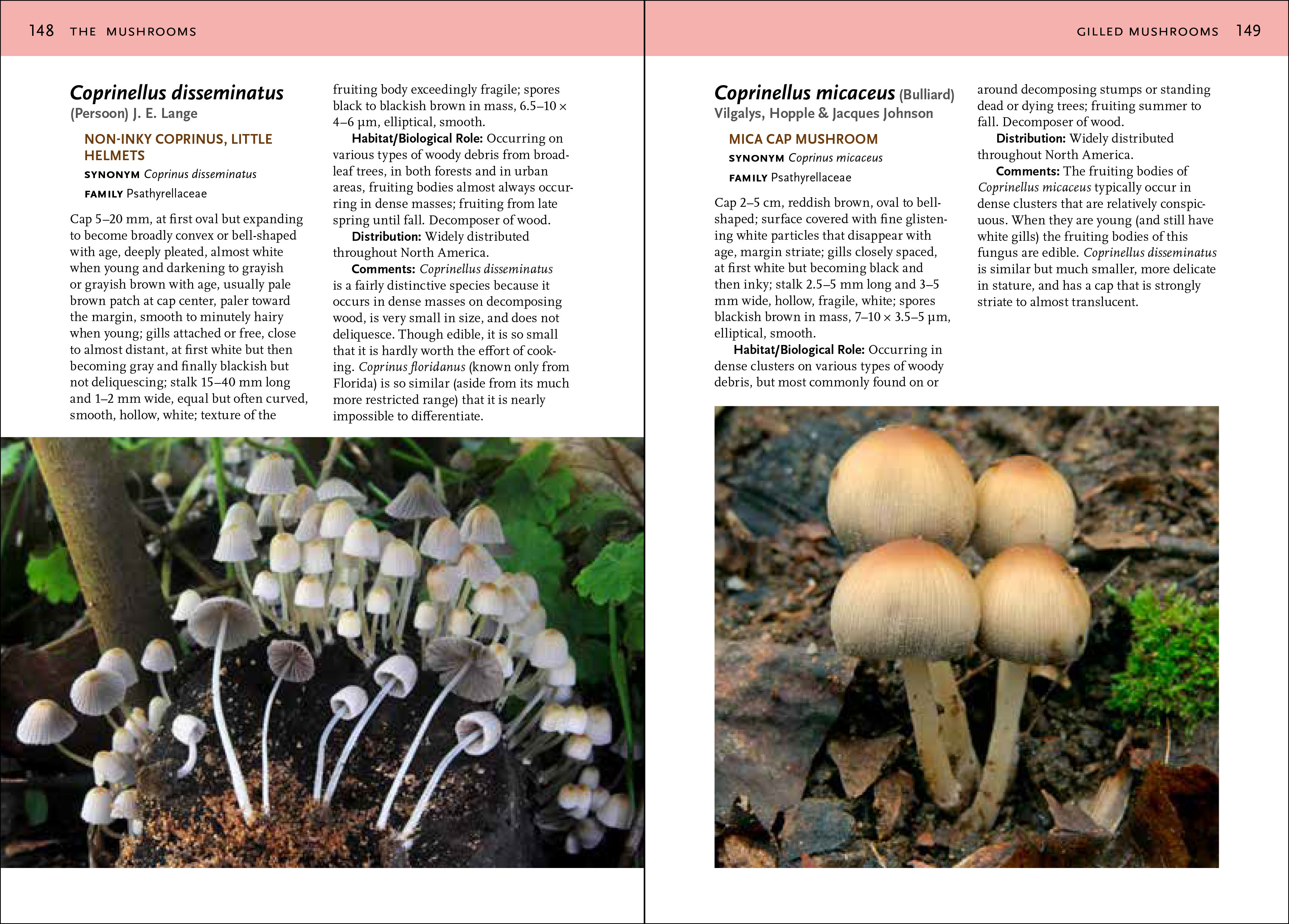 Mushrooms of the Southeast Workman Publishing